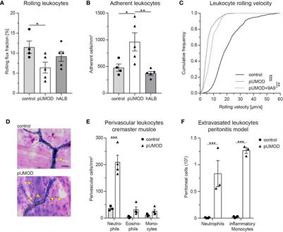 Extratubular Polymerized Uromodulin Induces Leukocyte Recruitment and Inflammation In Vivo